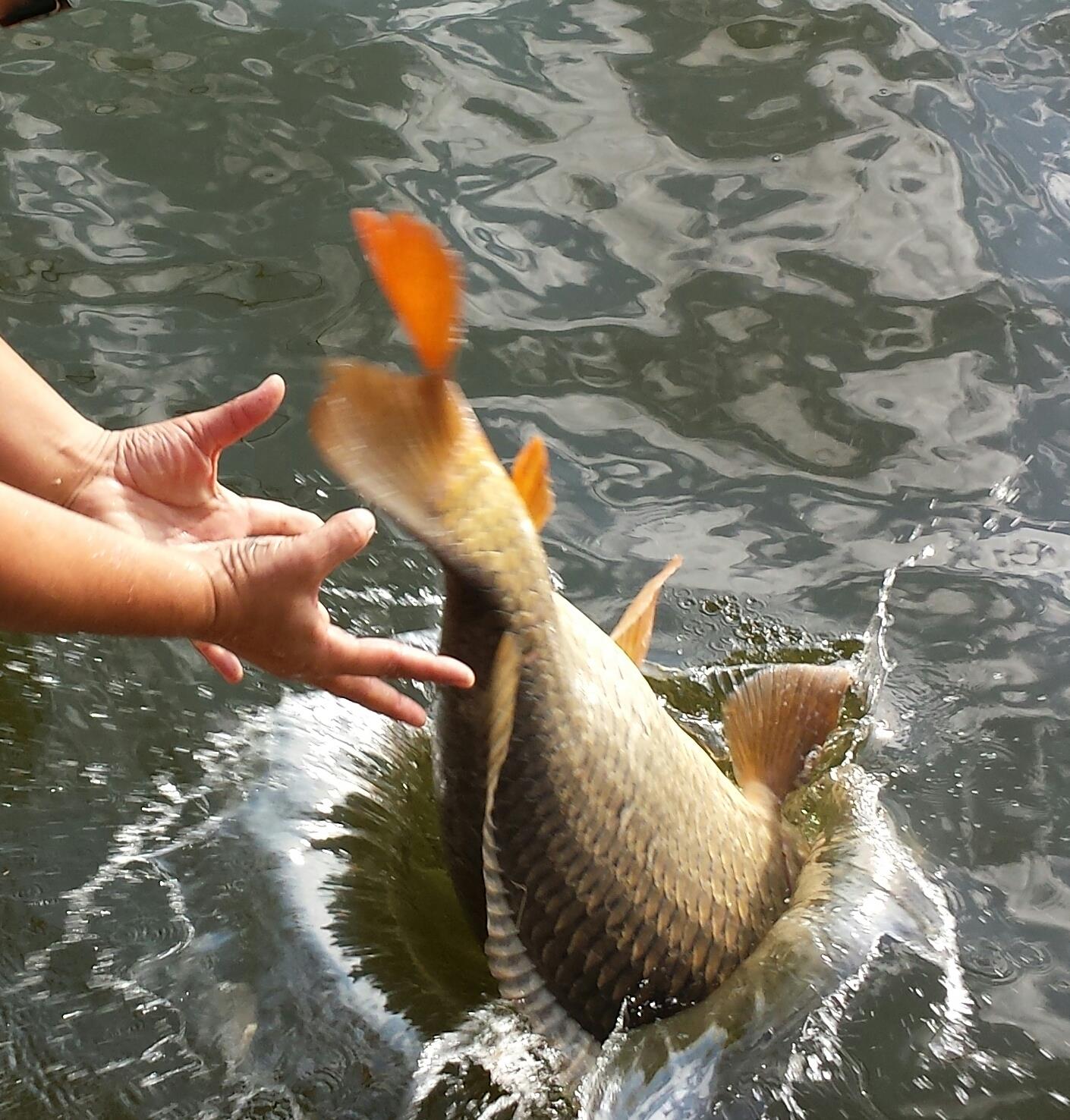 PILHAN - 201309281014371-1.jpg